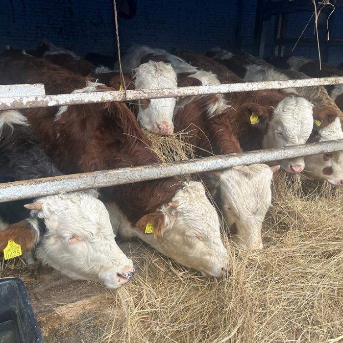 Simentalac | Ranč d.o.o.