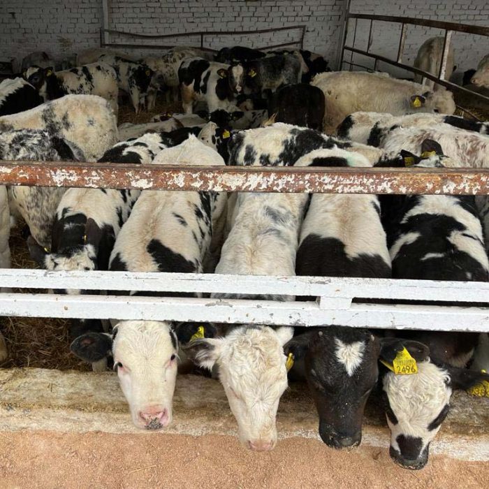 Belgijsko plavo govedo | Ranč d.o.o.