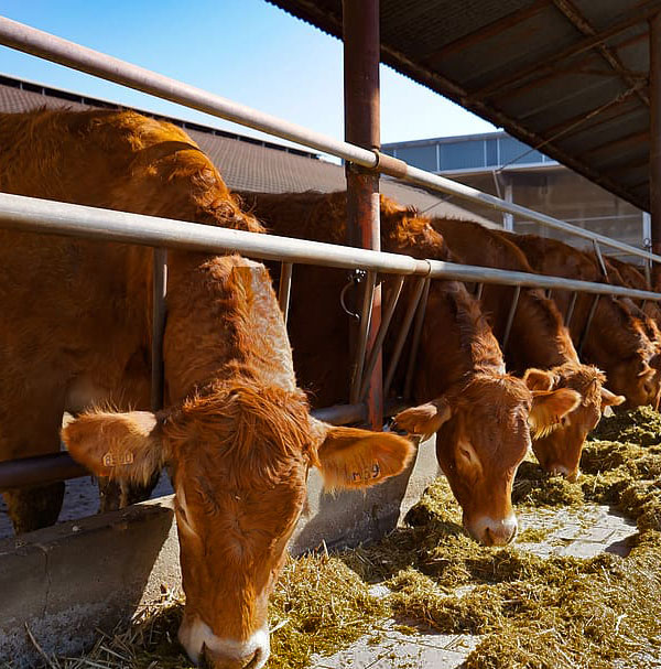 Limuzin | Ranč d.o.o.